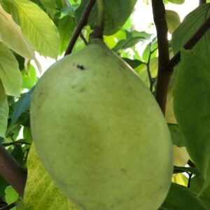 PawPaws