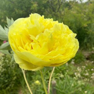 Peony
